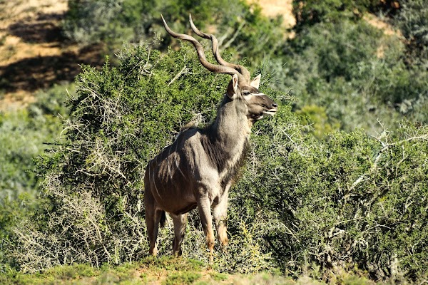 Addo Elephant National Park 2