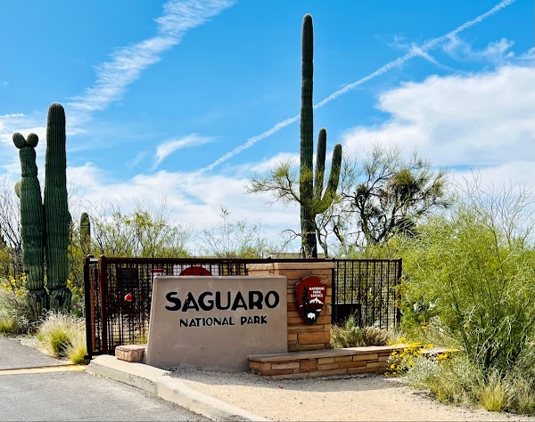 Saguaro National Park 4