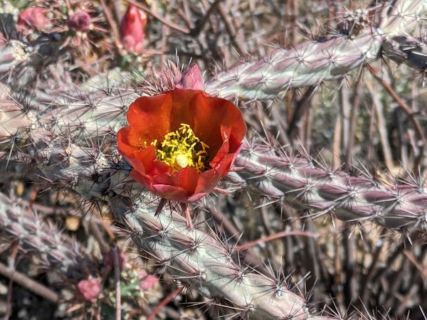 Saguaro National Park 2