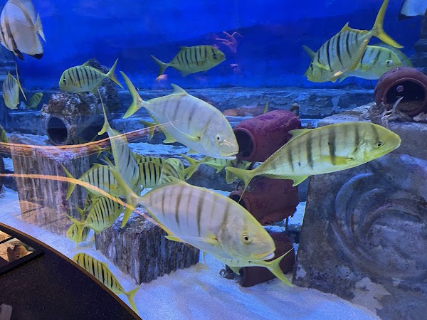 LOTTE WORLD AQUARIUM 4