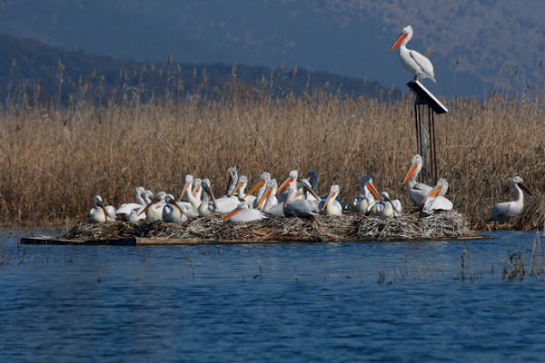 Lake Skadar Sightseeing 4