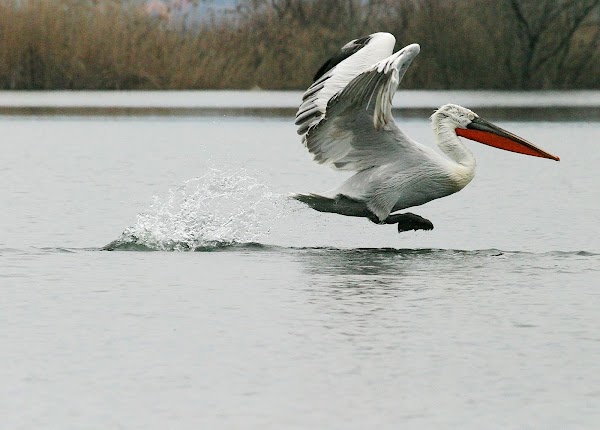 Lake Skadar Sightseeing 2