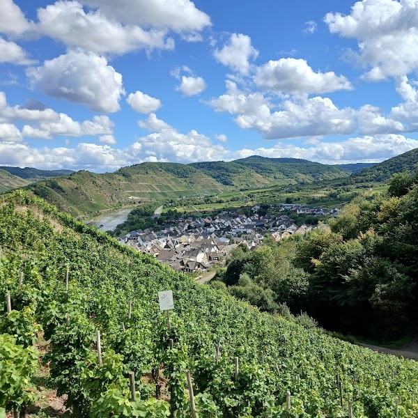 Moselschleife Bremm Aussichtspunkt 5