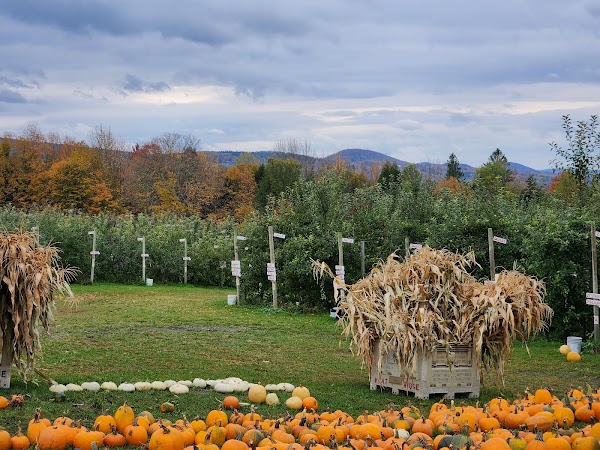 Burtt's Apple Orchard 1