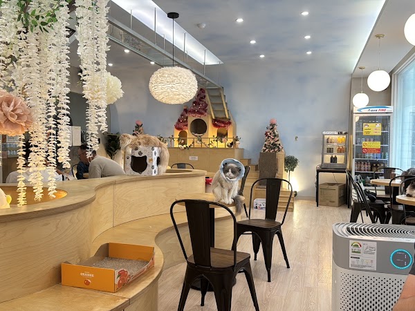 Skycat Cafe 5