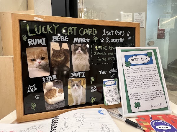 Skycat Cafe 4