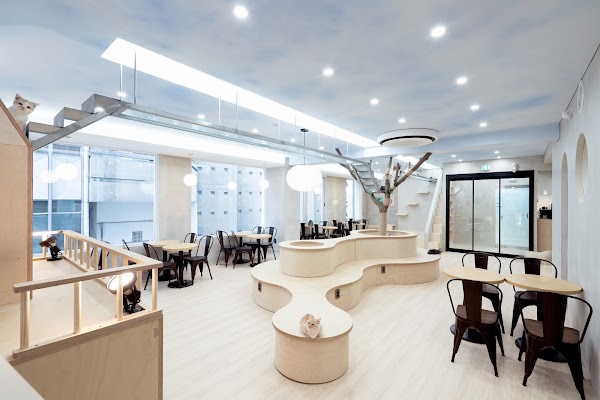 Skycat Cafe 3