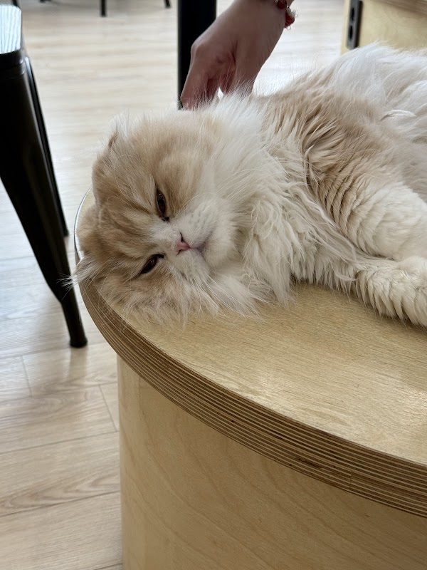Skycat Cafe 2