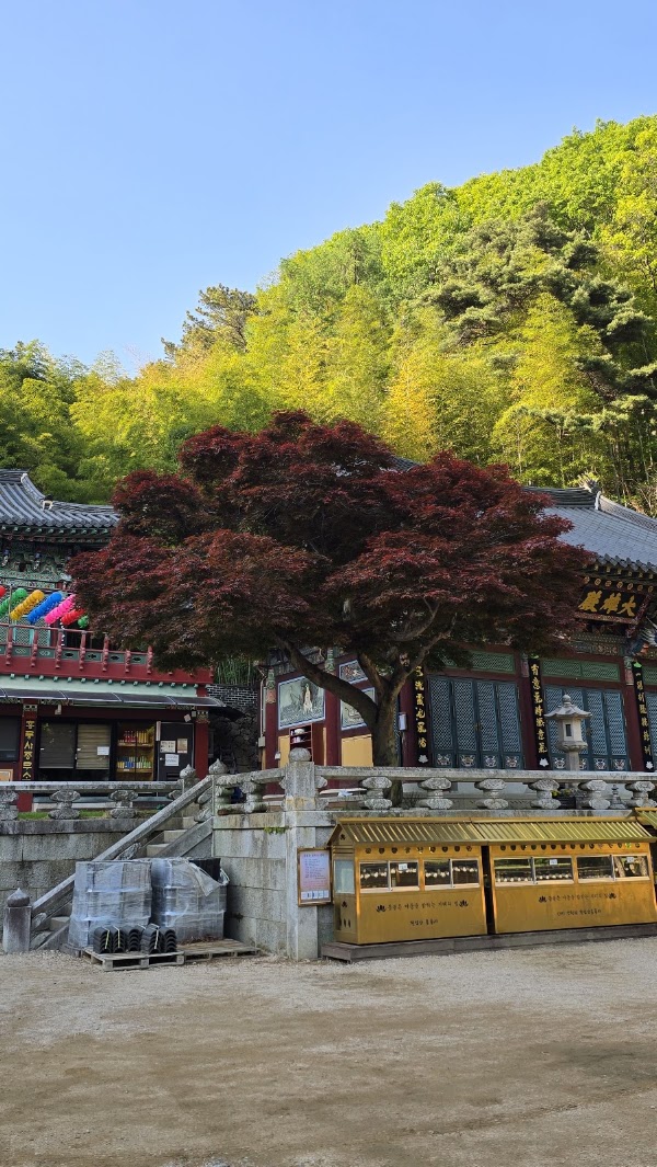Honglyongsa 3