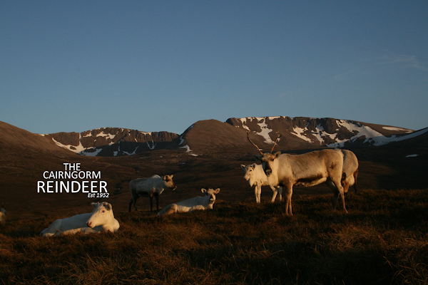 Cairngorm Herd 1