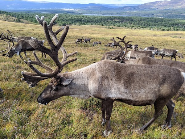 Cairngorm Herd 5
