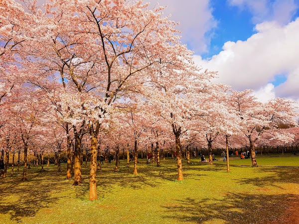 Het Amsterdamse Bos 4