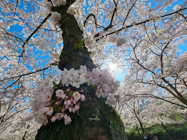 Het Amsterdamse Bos 3