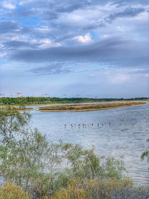 Wasit Wetland Nature Park | منتزه واسط للأراضي الرطبة 4