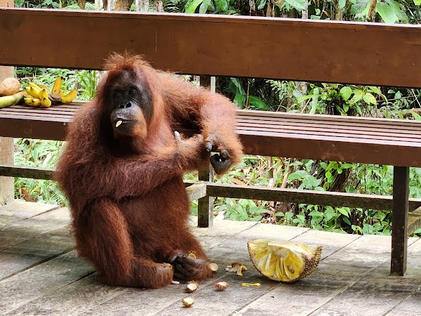 Semenggoh Wildlife Centre 5