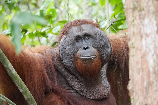 Semenggoh Wildlife Centre 4