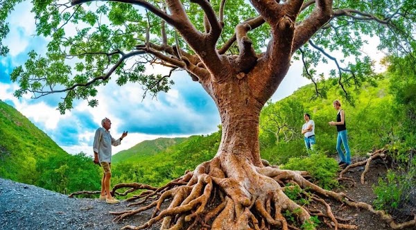 Tree of life