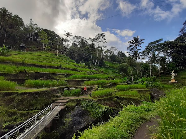 Rice Terrace Trekking & Swing Uma Ceking 1