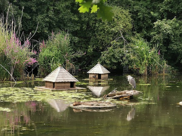Russia Dock Woodland 3