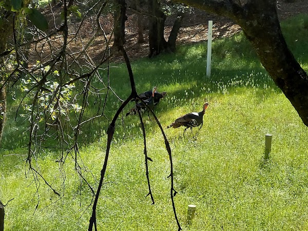 Groveland