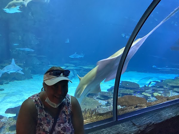Shark Reef Aquarium at Mandalay Bay 6