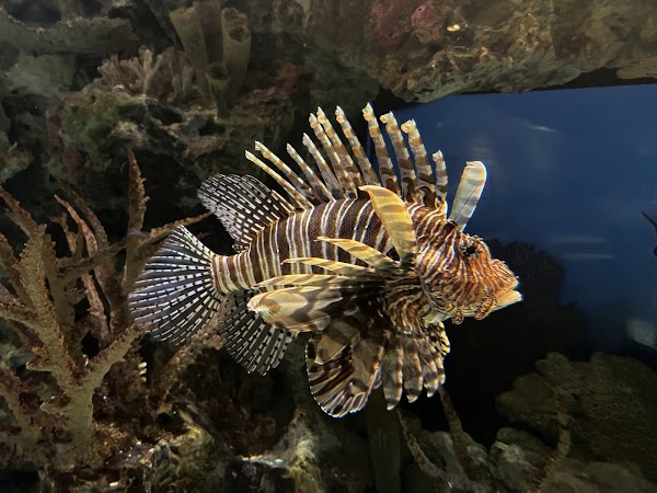 Shark Reef Aquarium at Mandalay Bay 5