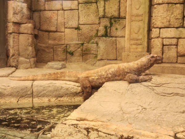 Shark Reef Aquarium at Mandalay Bay 4