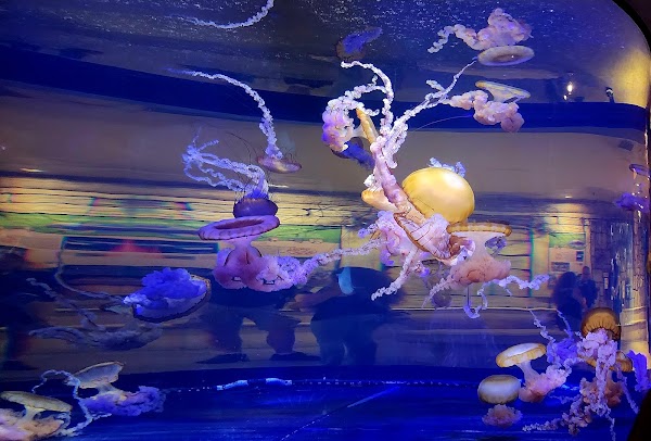 Shark Reef Aquarium at Mandalay Bay 3