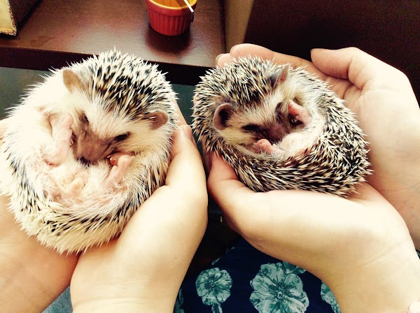 Hedgehog Cafe & Pet Store HARRY Harajuku 5