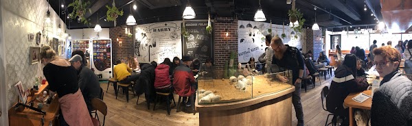 Hedgehog Cafe & Pet Store HARRY Harajuku 4