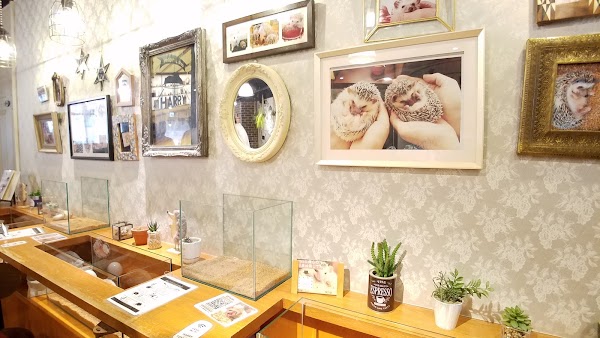 Hedgehog Cafe & Pet Store HARRY Harajuku 2