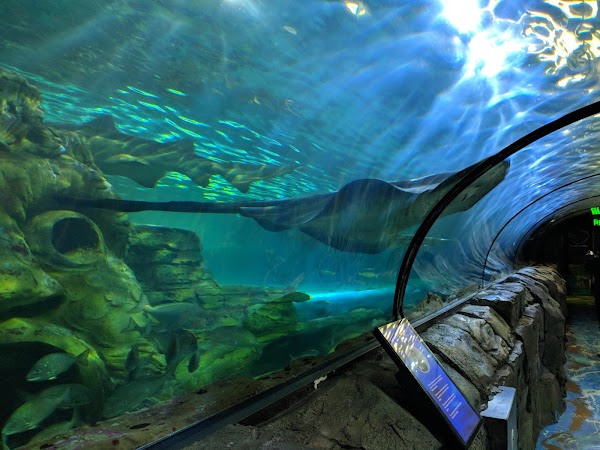 SEA LIFE Sydney Aquarium 5