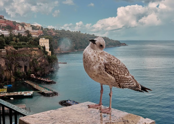 Sorrento 2