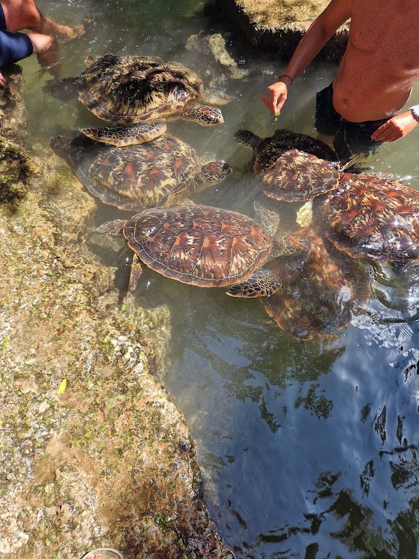 Swim with turtles sanctuary Zanzibar 1
