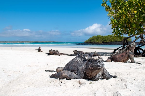 Tortuga Bay Beach