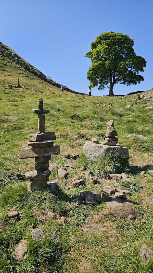 Sycamore Gap Tree Memorial 1