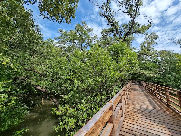 Mangrove trail 1