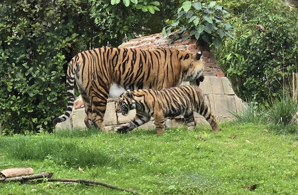 Maharajah Jungle Trek 5