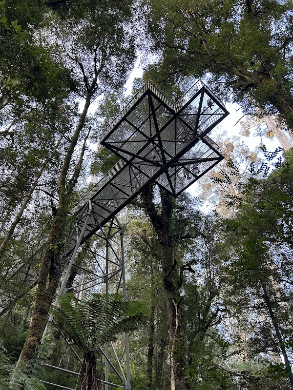 Rainforest Gallery
