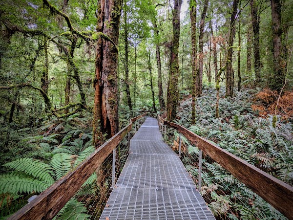 Rainforest Gallery 5