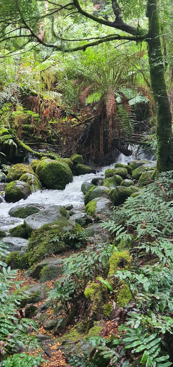 Rainforest Gallery 4