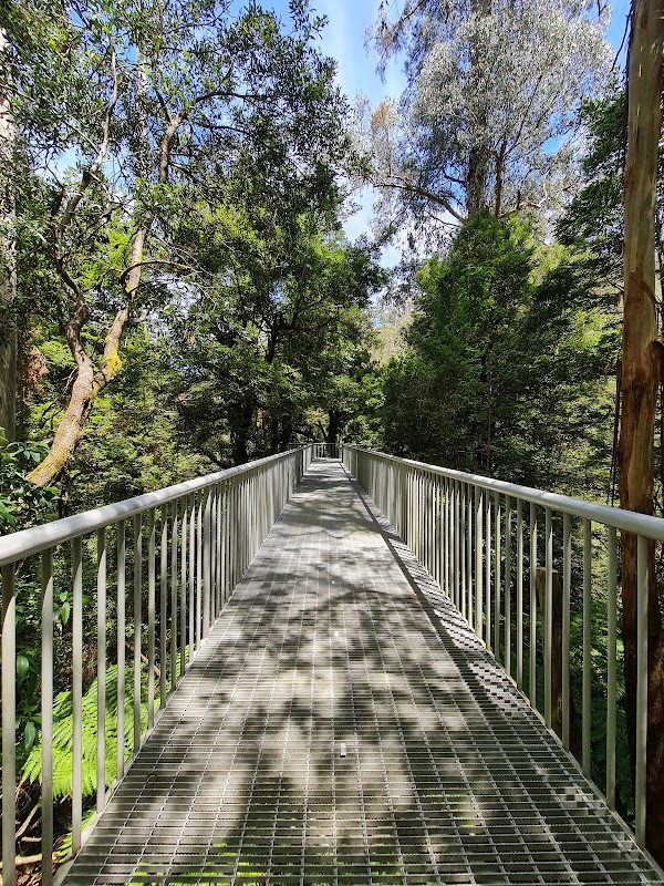 Rainforest Gallery 3