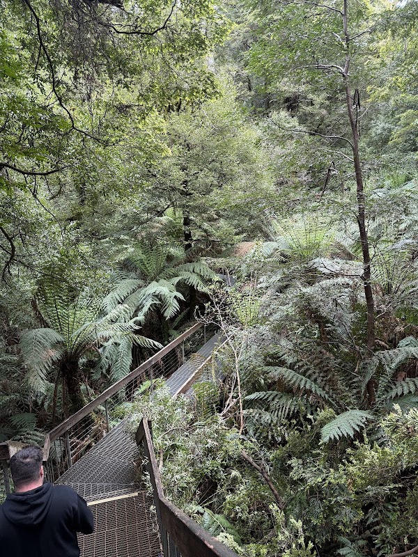 Rainforest Gallery 2