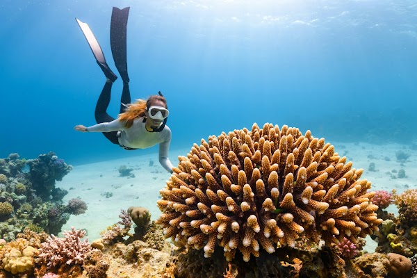 Aitutaki Coral Restoration & Eco Snorkel Tours 1
