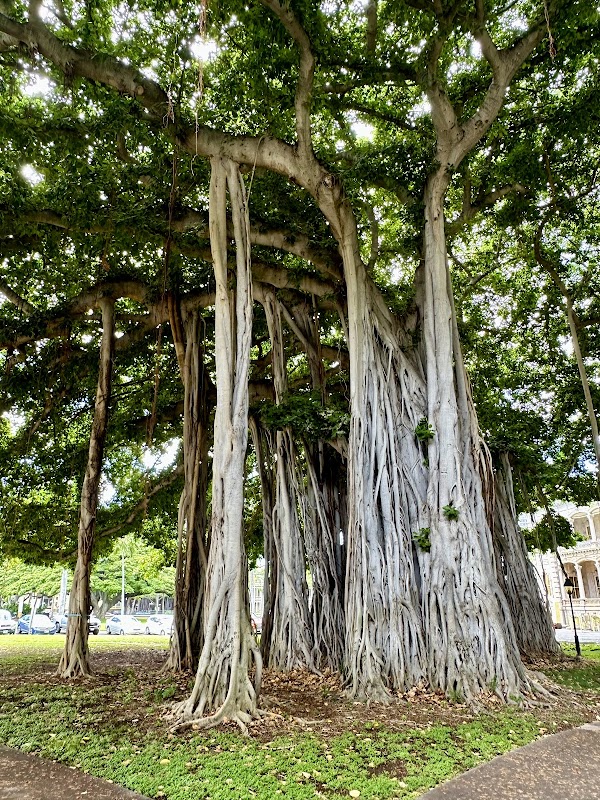 Banyan Tree Terrace
