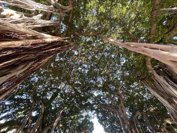 Banyan Tree Terrace 4