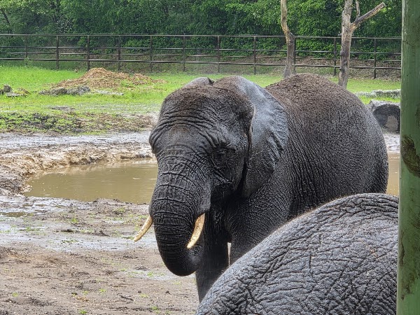 Serengeti Park Hodenhagen 4