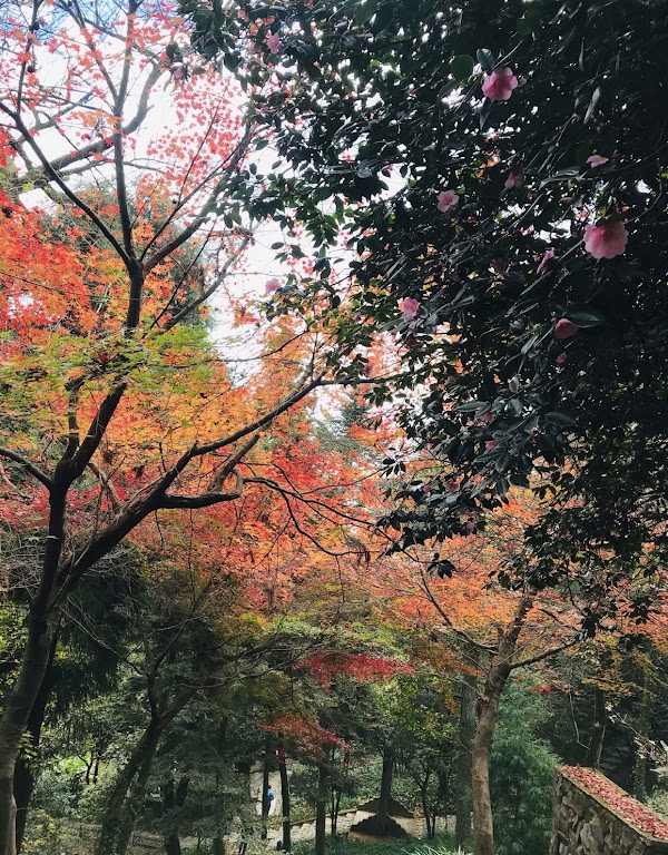 Mogan Shan 4