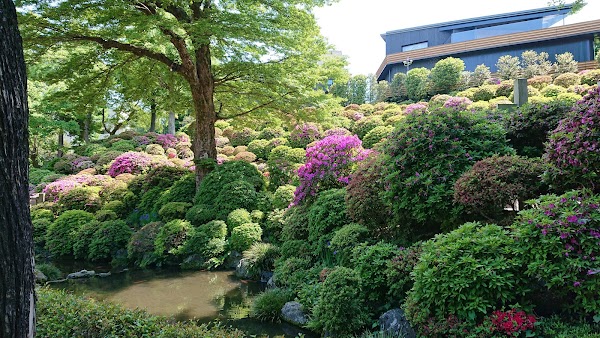 Nezu 4