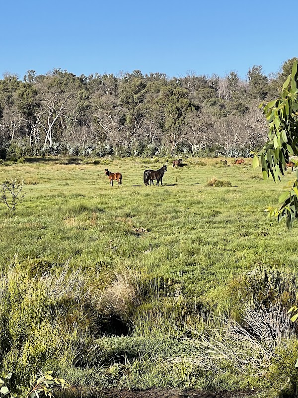 Paddys River Dam 5